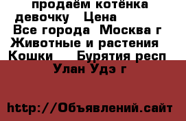 продаём котёнка девочку › Цена ­ 6 500 - Все города, Москва г. Животные и растения » Кошки   . Бурятия респ.,Улан-Удэ г.